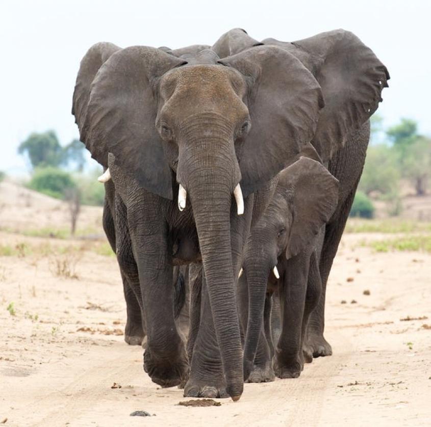 Elephant family walks towards camera