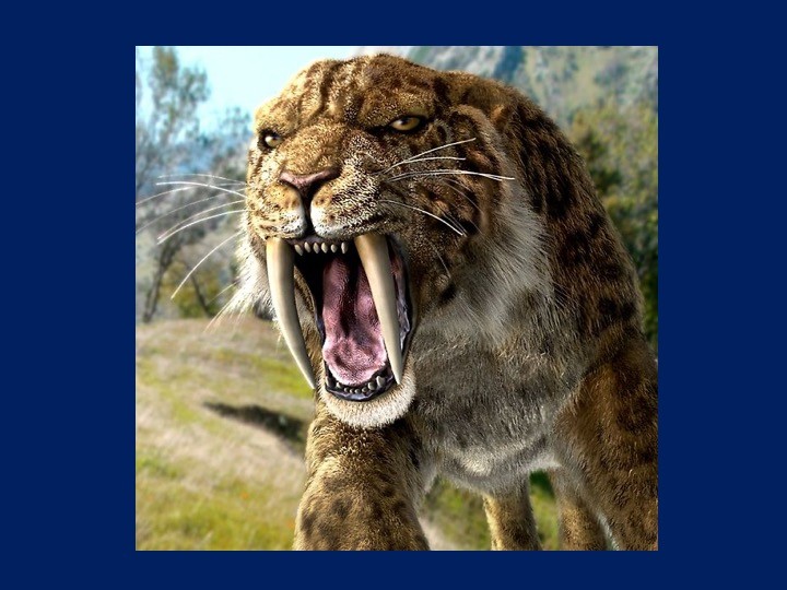 Sabertoothed tiger looking towards the left side of the camera and roaring ferociusly. Health in the Time of Coronavirus