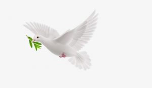 A dove with a sprig in its mouth flies against a pure white background