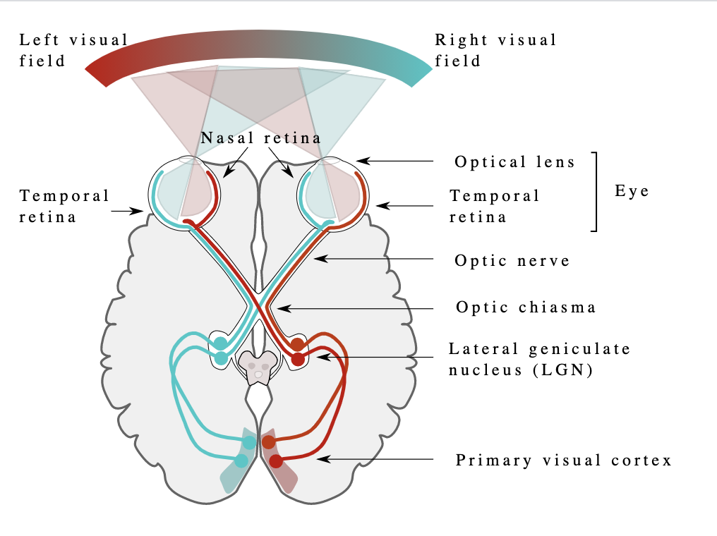 Human eyes and brain diagram