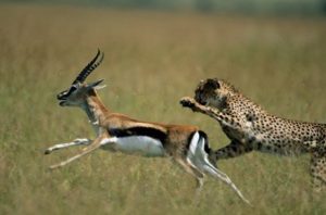 A cheeta chasing an antelope across a grassy plain