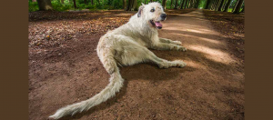 A dog with a really long tail lies on a dirt path in the woods.