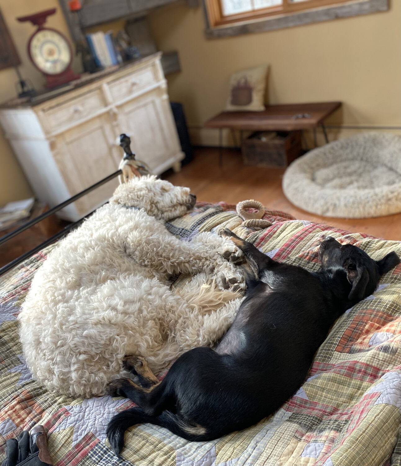 2 Katz dogs lie together on a rug