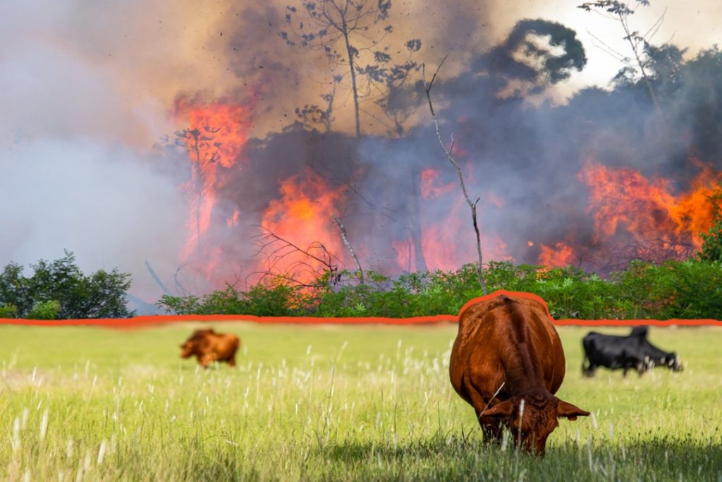 Painting of a field with a cow grazing and a raging fire in the background.