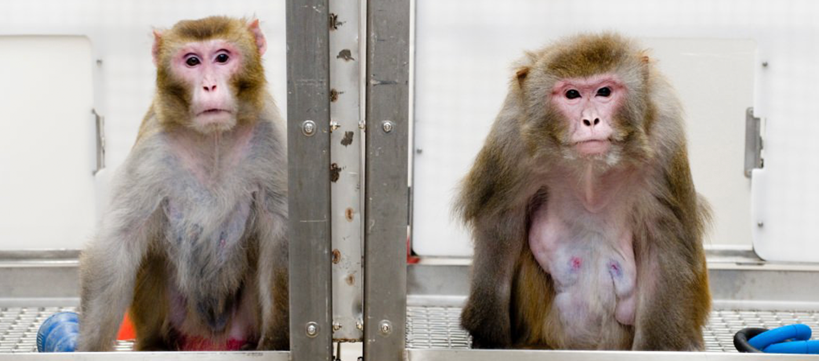 Two rhesus monkeys: the monkey on the left was given a diet with fewer calories and is much leaner. The 29-monkey on the right was allowed to eat as much as it liked. It is fatter and has fatty-looking bulges in its abdominal area. Debunking the carbohydrate-insulin model