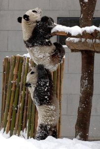 Baby kuala bear stretches to help sibling climb up onto a platform