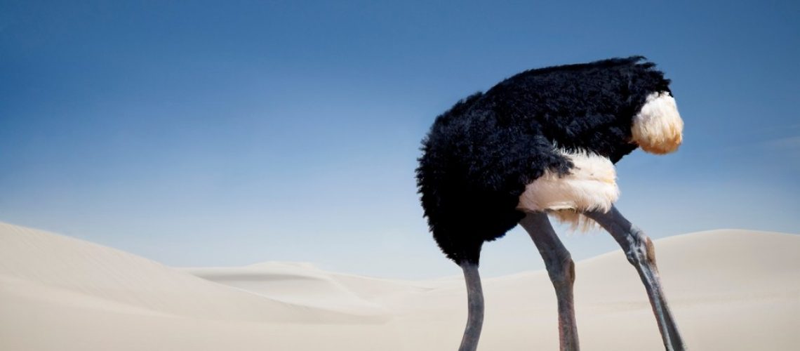 Ostrich facing left with its head buried in the sand